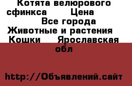 Котята велюрового сфинкса. .. › Цена ­ 15 000 - Все города Животные и растения » Кошки   . Ярославская обл.